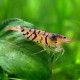 Caridina sp. tiger