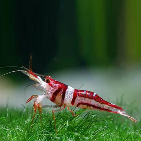 Caridina spongicola