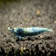 Caridina Blue Bolt