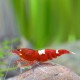 Caridina bee wine red