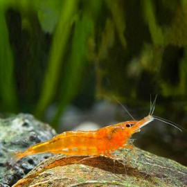 Caridina propinqua orange