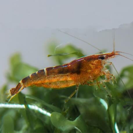 Caridina sp white backed