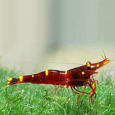 Caridina sp yellow cheek