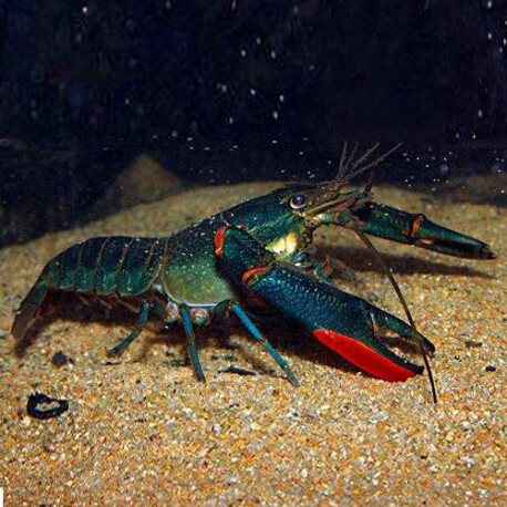 Cherax quadricarinatus blue