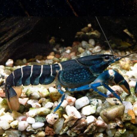 Cherax sp papua blue moon