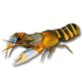 Cherax sp papua irian bright yellow