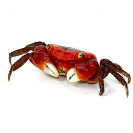 Crabe sp red apple