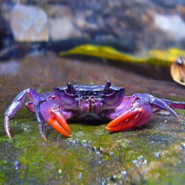 Dromis sp. / Spider Crabe