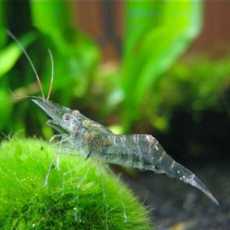 Macrobrachium glass shrimp
