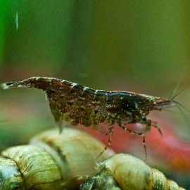 Neocaridina black star shrimp