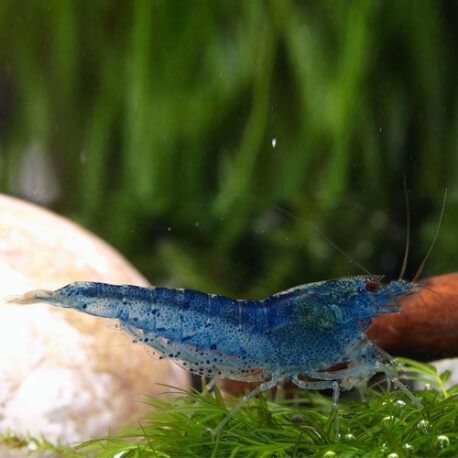 neocaridina-blue-aura