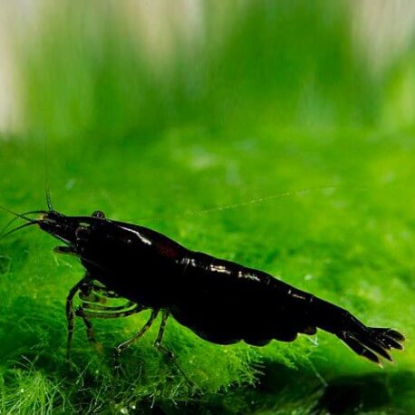 Neocaridina davidi black rose