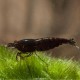 Neocaridina davidi chocolate