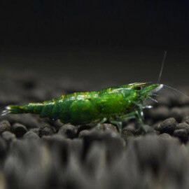 neocaridina-davidi-green