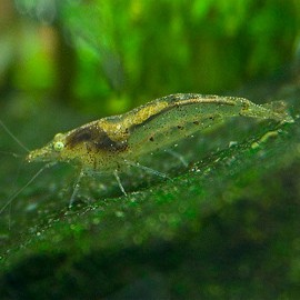 neocaridina-denticulata