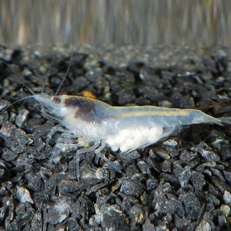 neocaridina-zhangjiajiensis-white