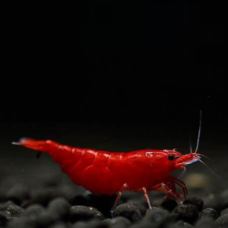 neocaridina-davidi-bloody-mary