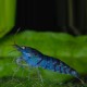 neocaridina-deniculata-blue-pearl