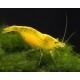 neocaridina-denticulata-yellow