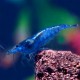 neocaridina-denticulata-blue-chery-shrimp