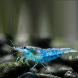 neocaridina-denticulata-blue-rilli