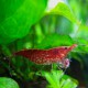 Neocaridina denticulata / Red cherry 1-1,5cm