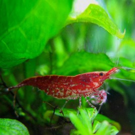 Neocaridina denticulata / Red cherry 1-1,5cm