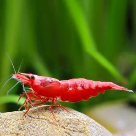 neocaridina-denticulata-super-red-sakura