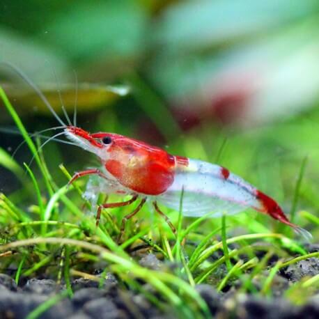 Neocaridina Heteropoda rilli 0,7-1cm