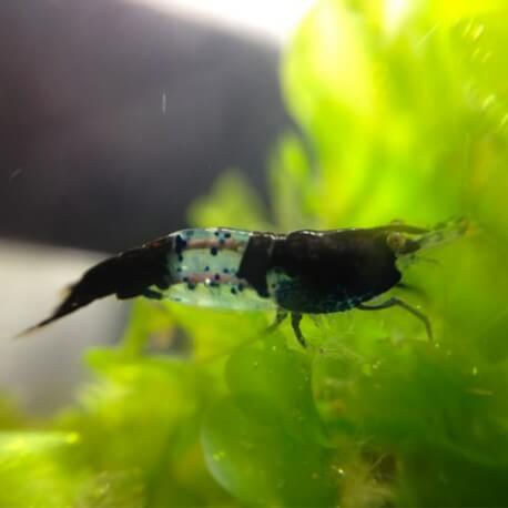 Neocaridina heteropoda sp. full black rilli shrimp 1,2 - 1,5 cm