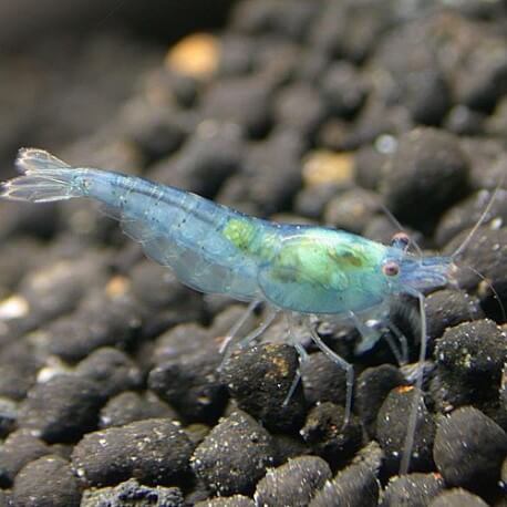 Neocaridina sp. blue star striped 1 cm