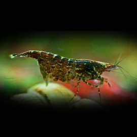 Neocaridna sp. black choco shrimp 1.2 cm