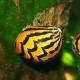 Neritina snail - paralella 2 cm