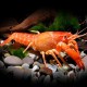 Malboro lobster 5-6 cm