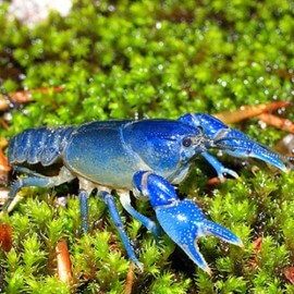 Procambarus troglodites blue 4 - 5 cm