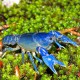 Procambarus troglodites blue 3,5 - 4 cm