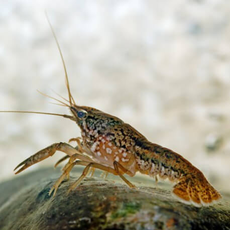 Procambarus fallax 5,5-7cm