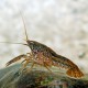 Procambarus fallax 4-5cm