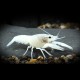 Procambarus sp snow white