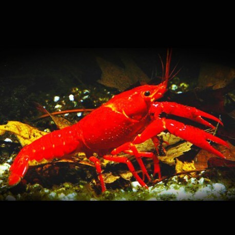 Procambarus clarkii red +6cm