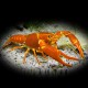 Procambarus clarkii orange +6cm