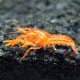Procambarus sp. orange mini mexican