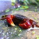 Sesarma sp. vietnam crab red