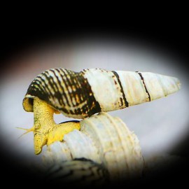 Tylomelania sp. sulawesi