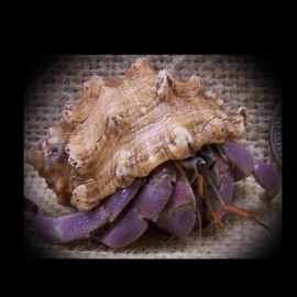 Purple hermit crab