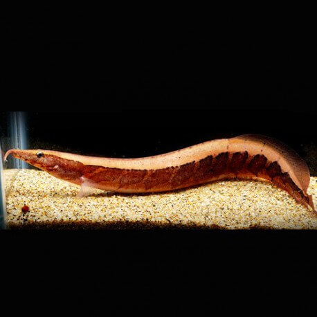 Mastacembelus borneo python 25-30cm