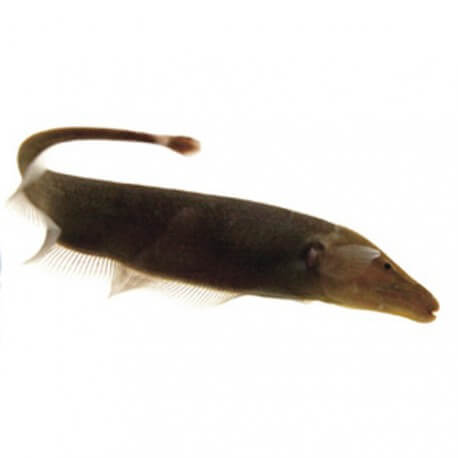 Apteronotus leptorhynchus 6cm