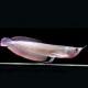 Osteoglossum bicirrhosum - Arowana - 30-40cm