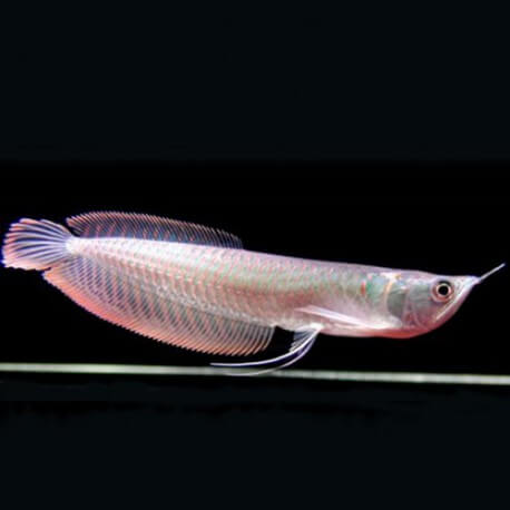 Osteoglossum bicirrhosum - Arowana - 30-40cm