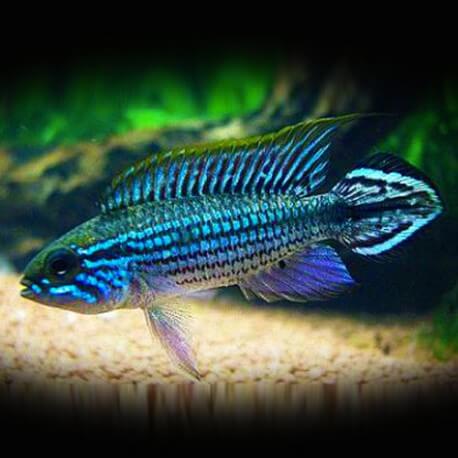 Apistogramma agas.blue L